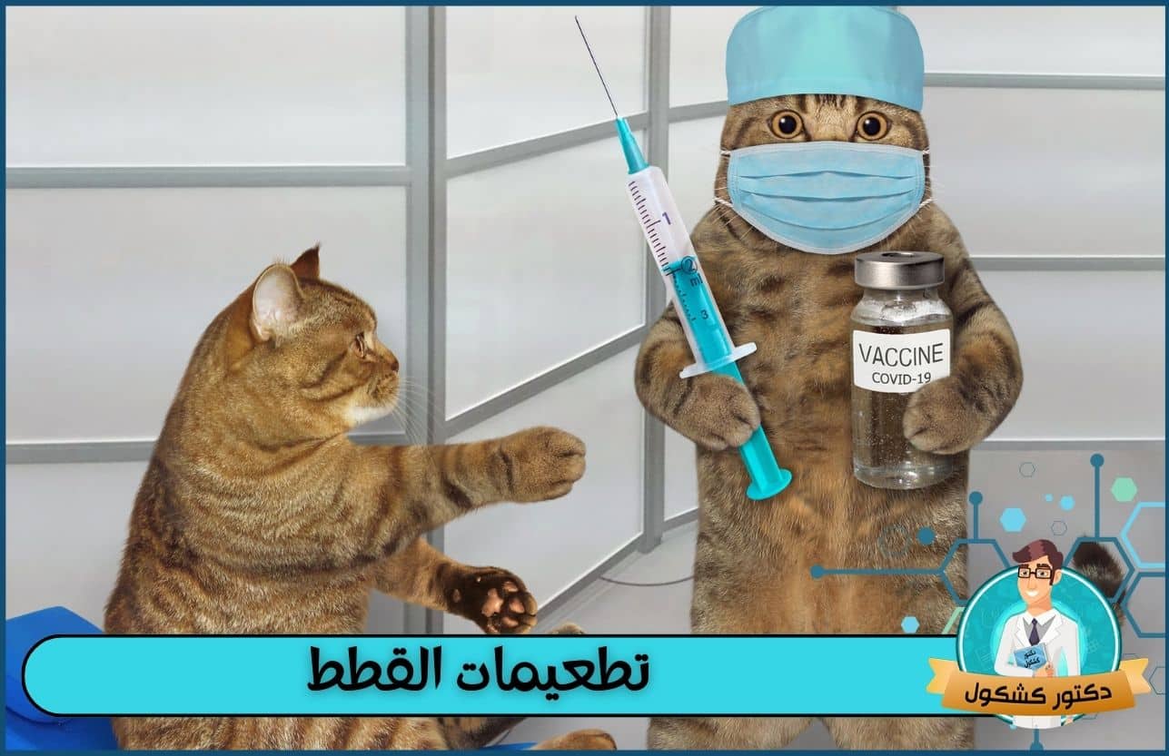 تطعيمات القطط