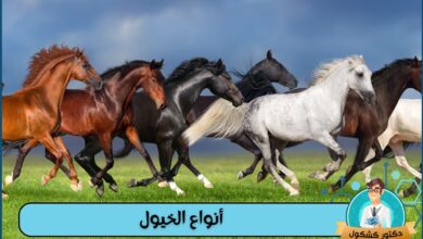 أنواع الخيول